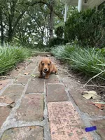 Male doxie , a male Dachshund for sale in Selmer, TN – 1 of 1