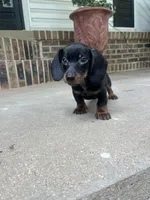 Male dachshund, a male Miniature Dachshund for sale in Selmer, TN – 2 of 2