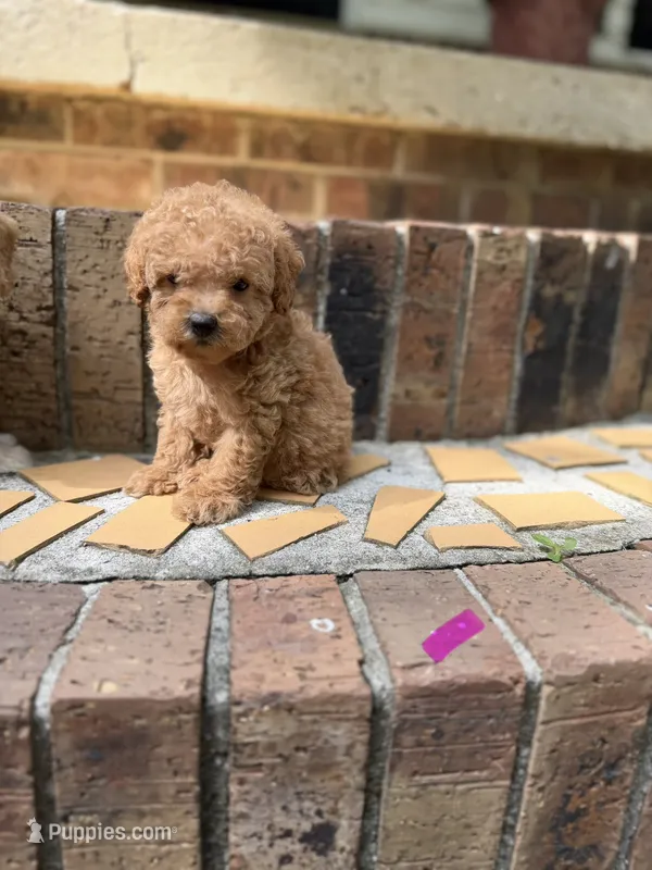 Girlie mini dood – Goldendoodle, Miniature Goldendoodle puppy for sale in Selmer, TN