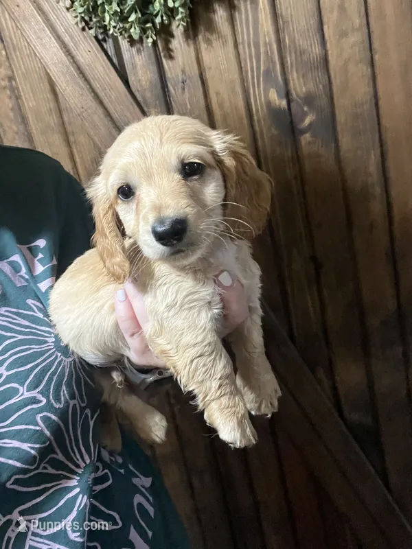 Dachshund male – Miniature Dachshund puppy for sale in Selmer, TN