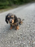 Dachshund girl, a female Dachshund for sale in Selmer, TN – 2 of 2