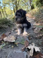 Male morkie , a male Morkie for sale in Selmer, TN – 4 of 4
