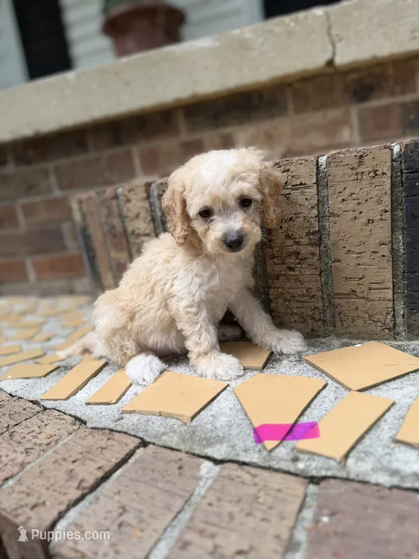 Mini girlie doodle  – Goldendoodle, Miniature Goldendoodle puppy for sale in Selmer, TN