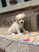 Mini girlie doodle , a female Goldendoodle and Miniature Goldendoodle for sale in Selmer, TN – 1 of 1
