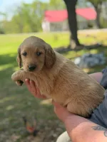 Girl goldendoodle, a female Goldendoodle for sale in Selmer, TN – Photo 2 of 2