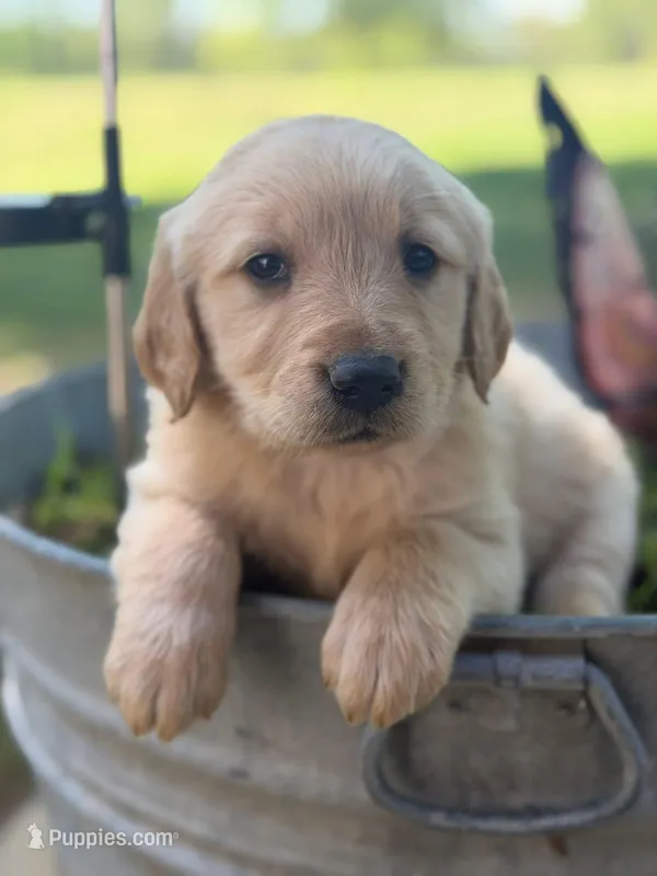 Girl goldendoodle – Goldendoodle puppy for sale in Selmer, TN