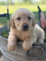 Girl goldendoodle, a female Goldendoodle for sale in Selmer, TN – Photo 1 of 2