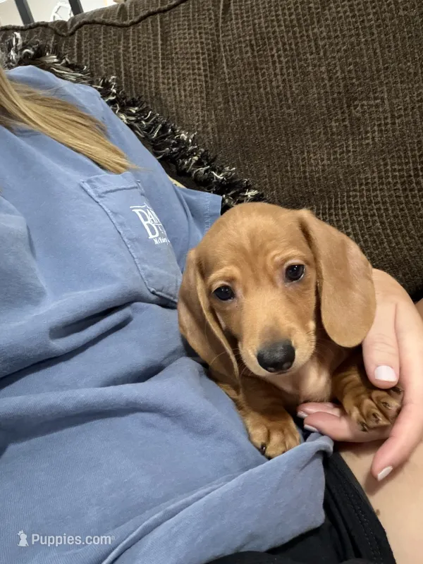 Dachshund male – Miniature Dachshund puppy for sale in Selmer, TN