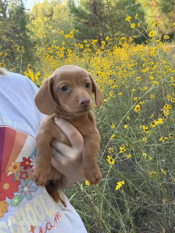 Female dachshund – Miniature Dachshund puppy for sale in Selmer, TN