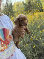 Female dachshund, a female Miniature Dachshund for sale in Selmer, TN – 3 of 3