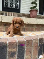 Mini girl , a female Goldendoodle and Miniature Goldendoodle for sale in Selmer, TN – 1 of 1