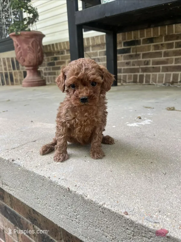 Female – Miniature Goldendoodle puppy for sale in Selmer, TN