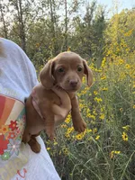 Female dachshund, a female Miniature Dachshund for sale in Selmer, TN – 2 of 3