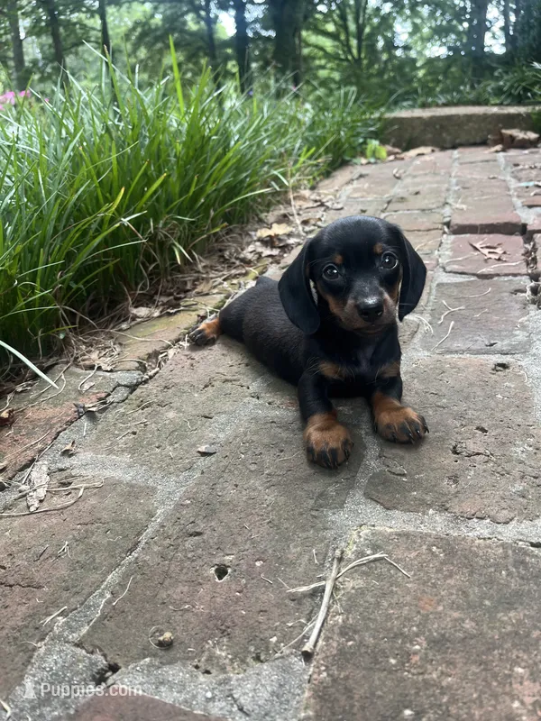 Female dachshund – Miniature Dachshund puppy for sale in Selmer, TN