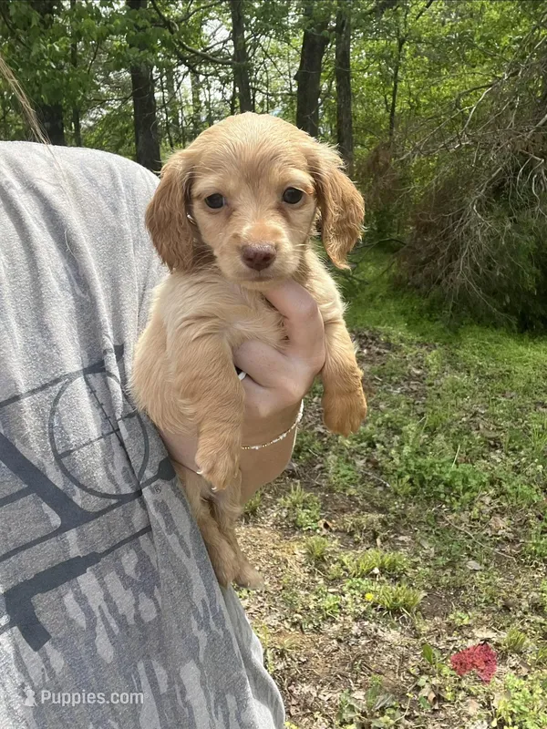 Girlie dachshund  – Miniature Dachshund puppy for sale in Selmer, TN