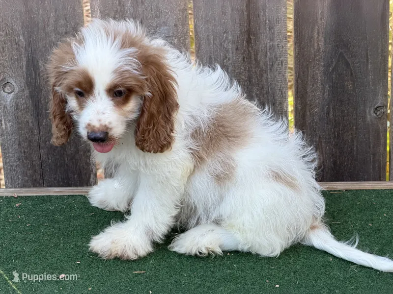 Male – Cockapoo puppy for sale in Selmer, TN