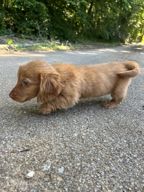 Girl dachshund – Miniature Dachshund puppy for sale in Selmer, TN