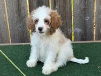 Female 2, a female Cockapoo for sale in Selmer, TN – 3 of 3