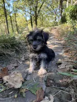 Male morkie , a male Morkie for sale in Selmer, TN – 3 of 4