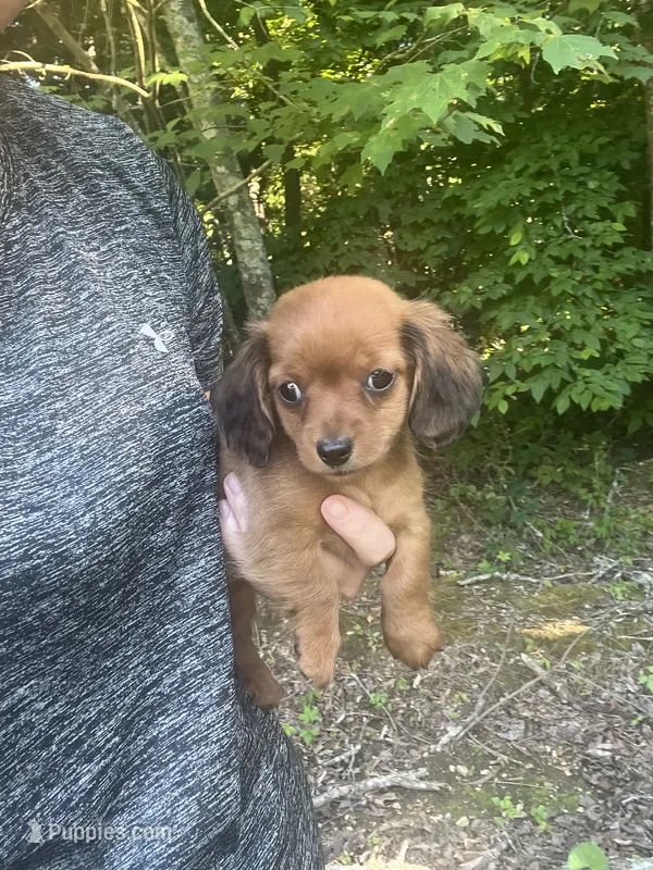 Female mini  – Miniature Dachshund puppy for sale in Selmer, TN