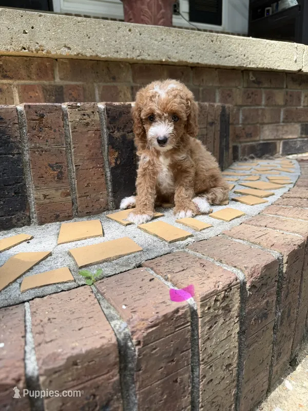 Mini doodle girl – Goldendoodle, Miniature Goldendoodle puppy for sale in Selmer, TN