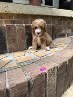 Mini doodle girl, a female Goldendoodle and Miniature Goldendoodle for sale in Selmer, TN – 1 of 1