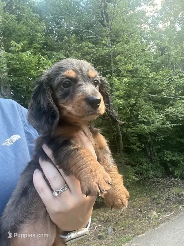 Dachshund girl – Dachshund puppy for sale in Selmer, TN