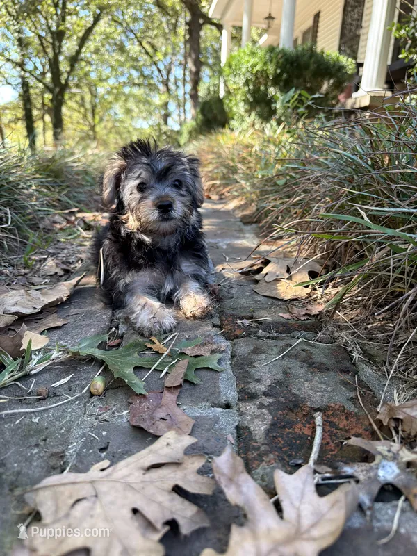 Morkie boy  – Morkie puppy for sale in Selmer, TN