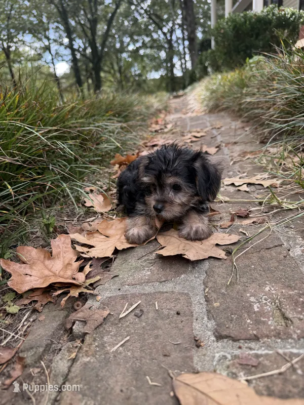 Morkie boy  – Morkie puppy for sale in Selmer, TN