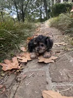 Morkie boy , a male Morkie for sale in Selmer, TN – 1 of 1