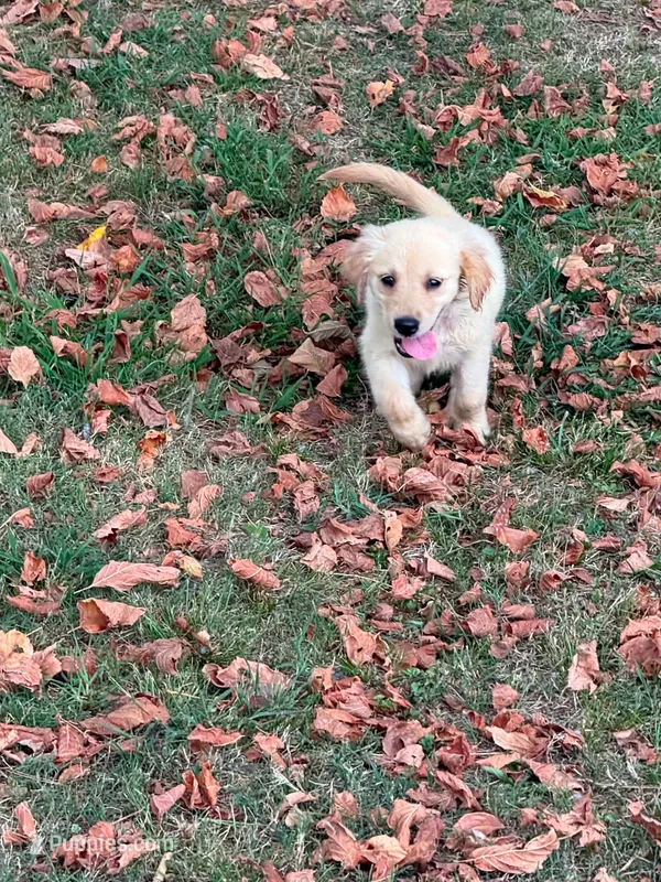 Golden retriever girl – Golden Retriever puppy for sale in Selmer, TN