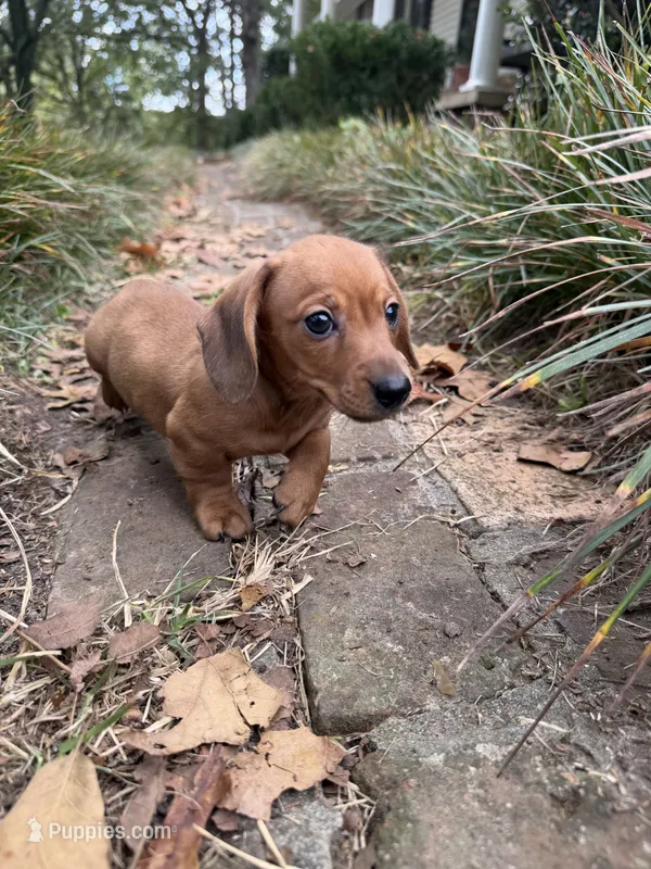 Dachshund male  – Miniature Dachshund puppy for sale in Selmer, TN