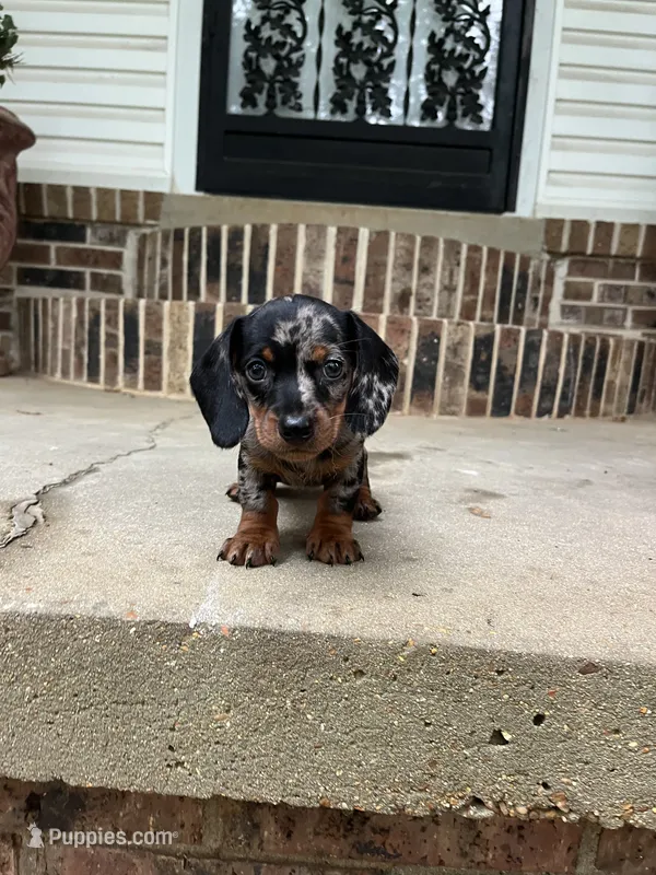 Female dachshund – Dachshund puppy for sale in Selmer, TN