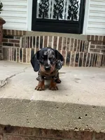Female dachshund, a female Dachshund for sale in Selmer, TN – 1 of 1