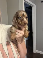 Dapple male, a male Miniature Dachshund for sale in Selmer, TN – 2 of 2