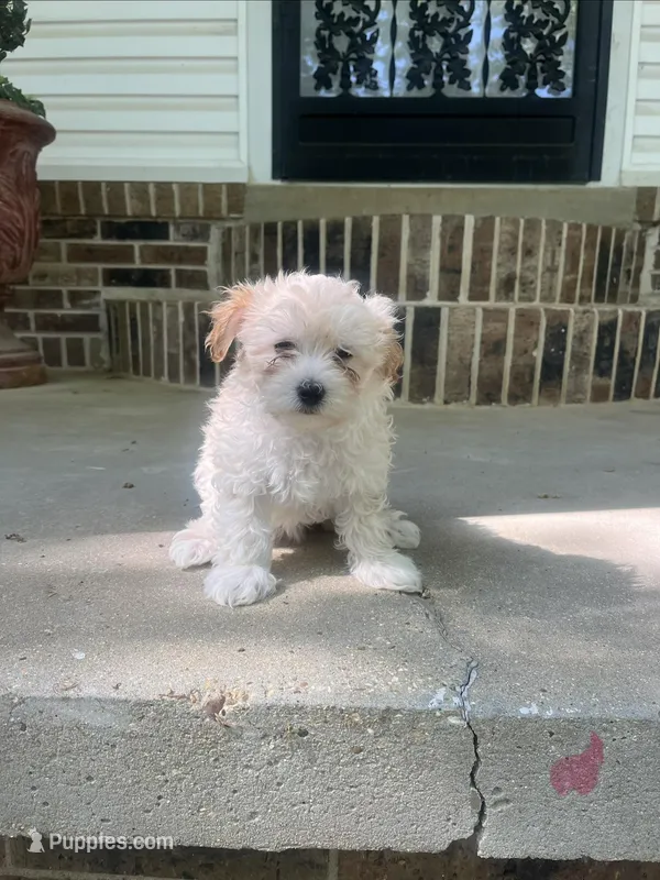 Malti-poo female – Maltipoo, Poodle - Miniature  puppy for sale in Selmer, TN