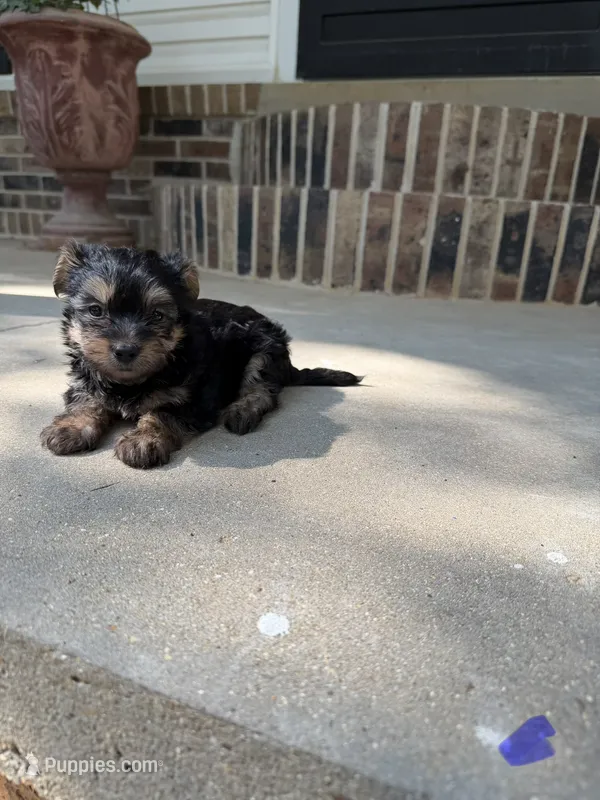 Male 2 – Morkie puppy for sale in Selmer, TN