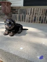 Male 2, a male Morkie for sale in Selmer, TN – 1 of 1