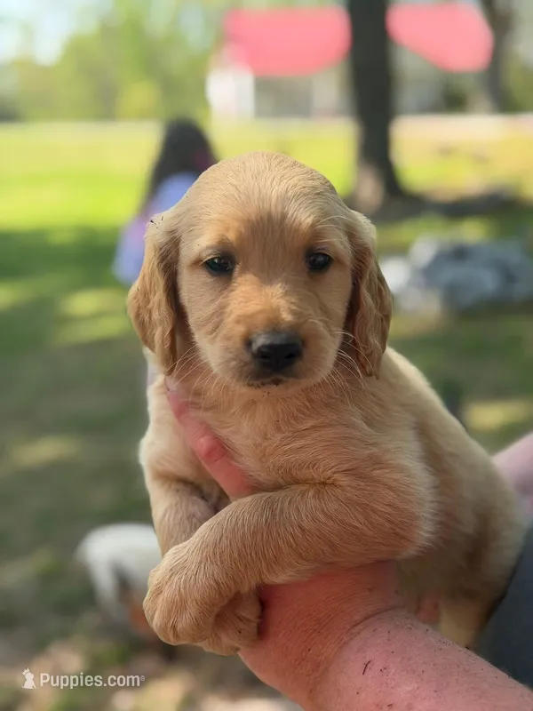 Goldendoodle – Goldendoodle puppy for sale in Selmer, TN