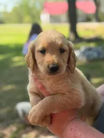 Goldendoodle, a male Goldendoodle for sale in Selmer, TN – Photo 1 of 2