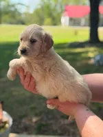 Goldendoodle, a male Goldendoodle for sale in Selmer, TN – Photo 2 of 2