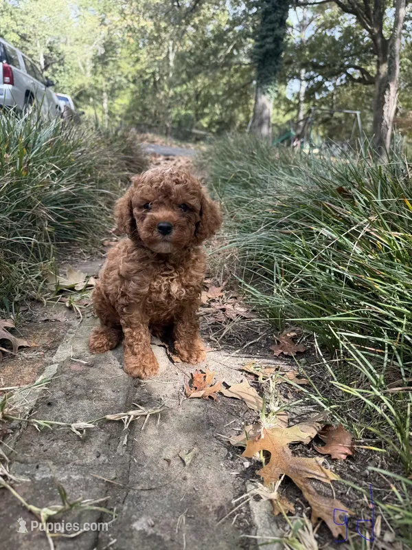 Mini Goldendoodle  – Goldendoodle puppy for sale in Selmer, TN