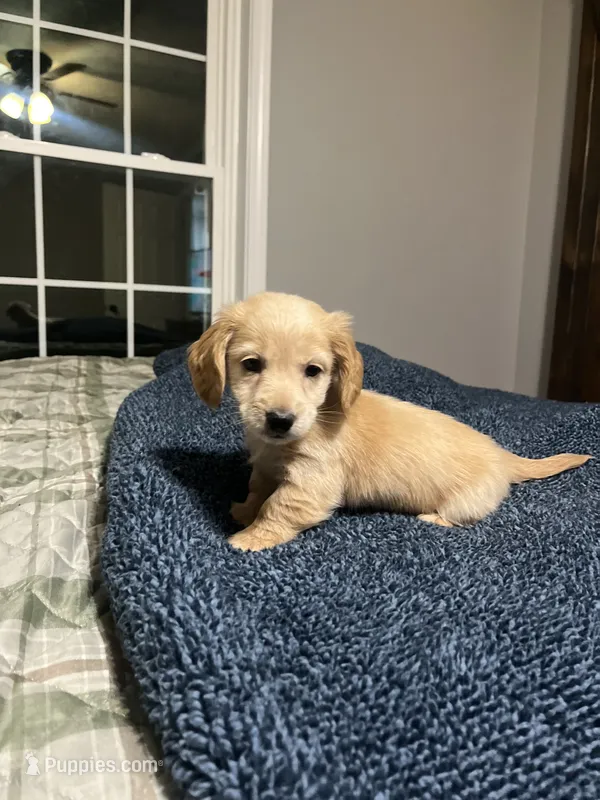 Male dachshund, a male Dachshund for sale in Selmer, TN – 1 of 2