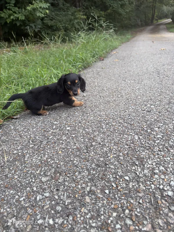 Dachshund – Dachshund puppy for sale in Selmer, TN