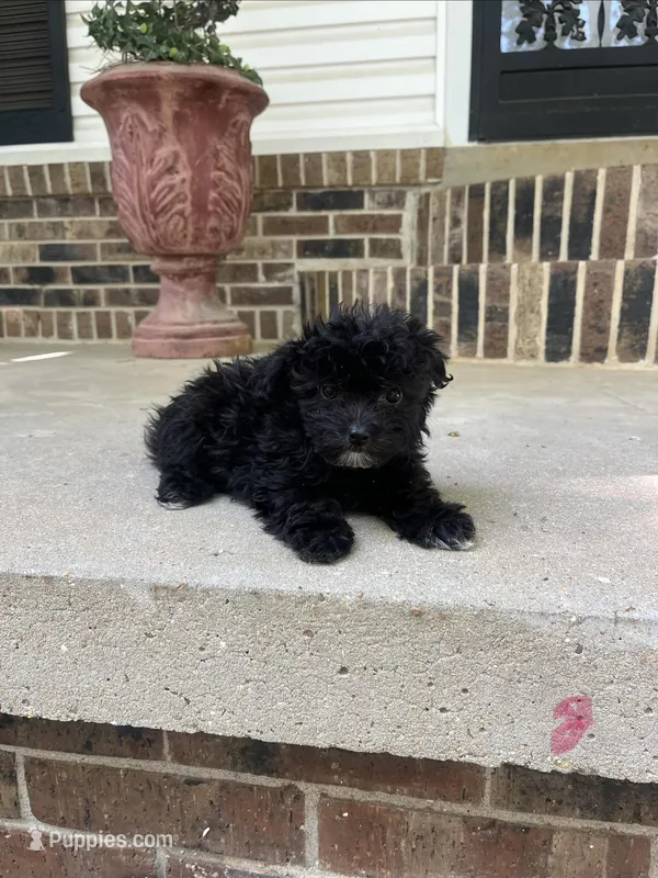 Malti-poo girl – Maltipoo, Poodle - Miniature  puppy for sale in Selmer, TN