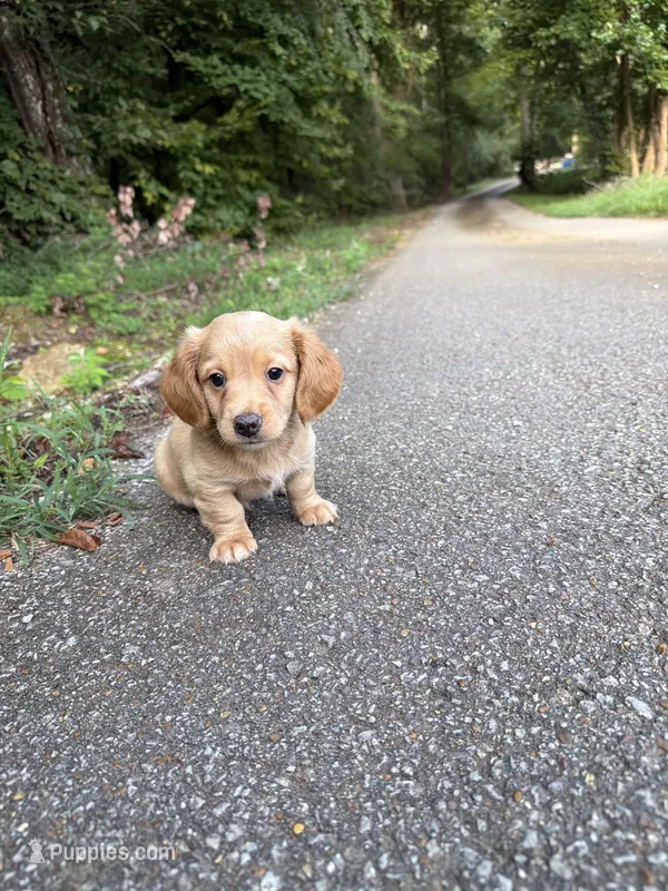 Male dachshund – Dachshund puppy for sale in Selmer, TN
