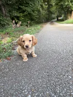 Male dachshund, a male Dachshund for sale in Selmer, TN – 1 of 1