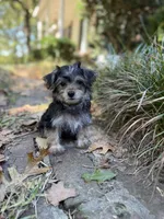 Male 3, a male Morkie for sale in Selmer, TN – 1 of 1