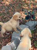 Golden retriever , a male Golden Retriever for sale in Selmer, TN – 2 of 2