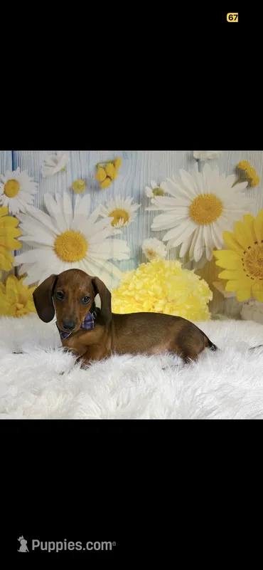 Male dachshund – Dachshund puppy for sale in Selmer, TN